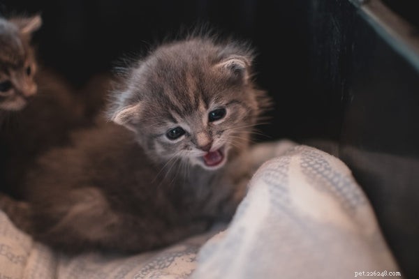 Kitten Care 101: 5 Essential Tips Before You Adopt