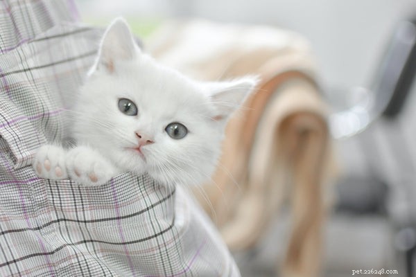 Kitten Care 101: 5 Essential Tips Before You Adopt