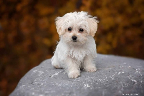 The Ultimate Maltese Grooming Guide: Keep Your Dog Healthy & Happy