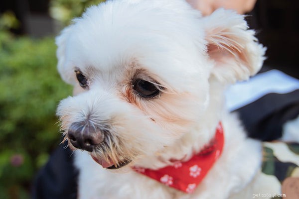 The Ultimate Maltese Grooming Guide: Keep Your Dog Healthy & Happy