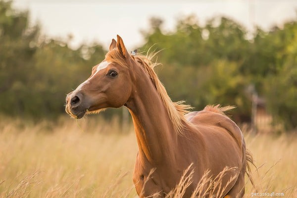 The Typical Lifespan of Horses: 25‑30 Years and Beyond