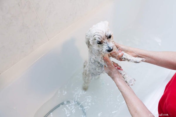 The Ultimate Maltese Grooming Guide: Keep Your Dog Healthy & Happy