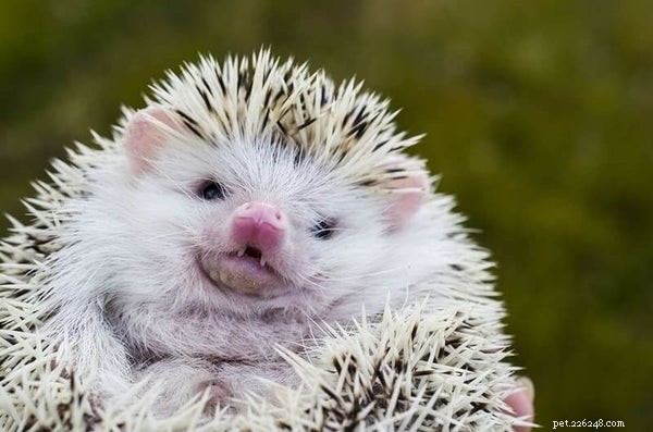 Expert Hedgehog Care & Feeding Guide: Essential Tips for a Happy Pet