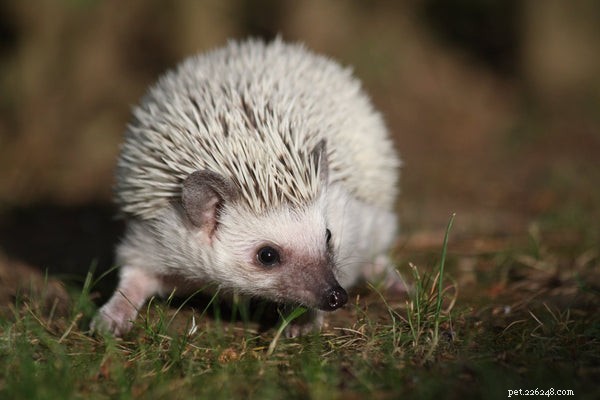 Expert Hedgehog Care & Feeding Guide: Essential Tips for a Happy Pet