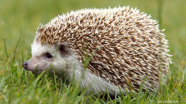 Expert Hedgehog Care & Feeding Guide: Essential Tips for a Happy Pet