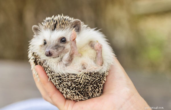 Expert Hedgehog Care & Feeding Guide: Essential Tips for a Happy Pet