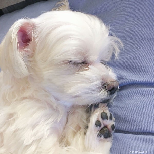 The Ultimate Maltese Grooming Guide: Keep Your Dog Healthy & Happy