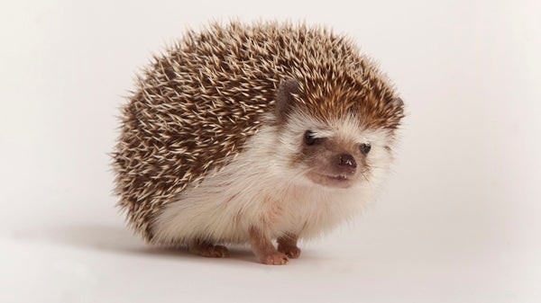 Expert Hedgehog Care & Feeding Guide: Essential Tips for a Happy Pet