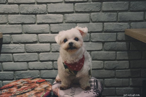 The Ultimate Maltese Grooming Guide: Keep Your Dog Healthy & Happy