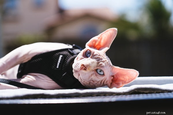 The Ultimate Guide to Adopting and Caring for a Sphynx Cat