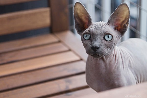 The Ultimate Guide to Adopting and Caring for a Sphynx Cat