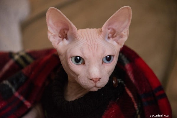 The Ultimate Guide to Adopting and Caring for a Sphynx Cat