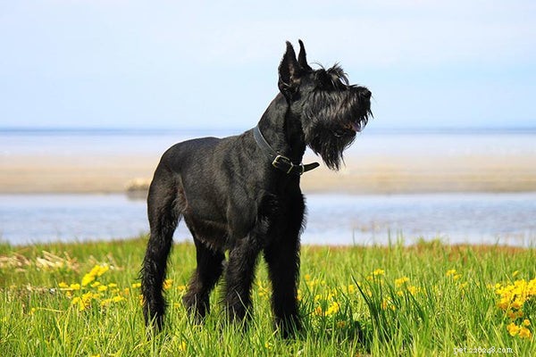 Top Facts About Giant Schnauzer Puppies – Traits, Care, and Temperament