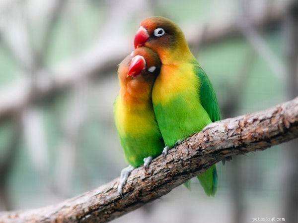 The Ultimate Guide to Caring for Lovebirds: 5 Expert Tips