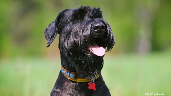 Top Facts About Giant Schnauzer Puppies – Traits, Care, and Temperament