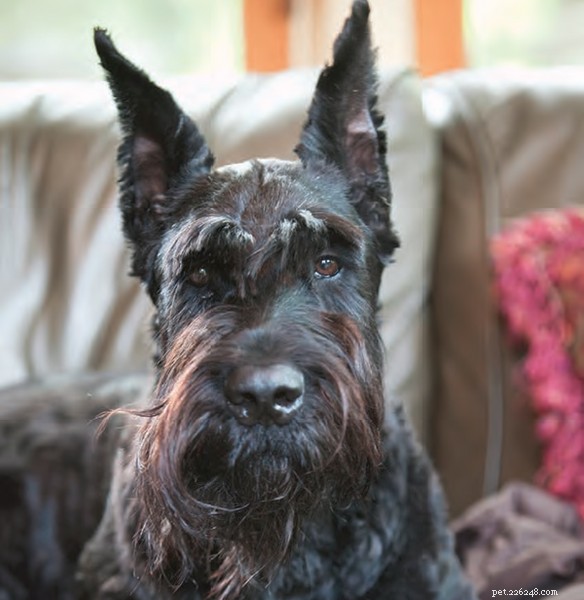 Top Facts About Giant Schnauzer Puppies – Traits, Care, and Temperament