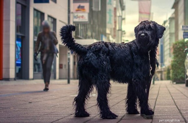 Top Facts About Giant Schnauzer Puppies – Traits, Care, and Temperament
