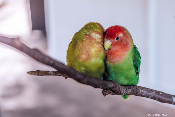 The Ultimate Guide to Caring for Lovebirds: 5 Expert Tips