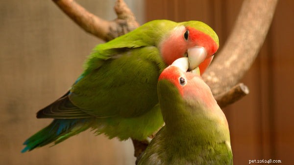The Ultimate Guide to Caring for Lovebirds: 5 Expert Tips