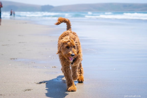 Top Dog Breeds Around the World – Find Your Perfect Companion