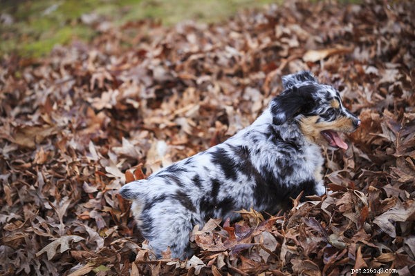 Top Dog Breeds Around the World – Find Your Perfect Companion