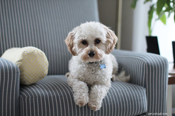 Top Dog Breeds Around the World – Find Your Perfect Companion