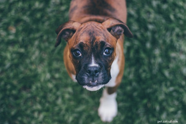 Top Dog Breeds Around the World – Find Your Perfect Companion