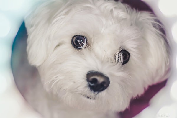 How to Extend Your Maltese s Lifespan: Proven Strategies for Health & Happiness