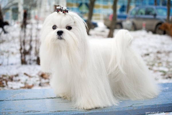 How to Extend Your Maltese s Lifespan: Proven Strategies for Health & Happiness