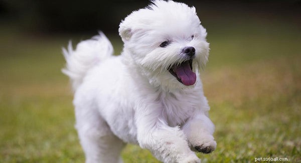 How to Extend Your Maltese s Lifespan: Proven Strategies for Health & Happiness