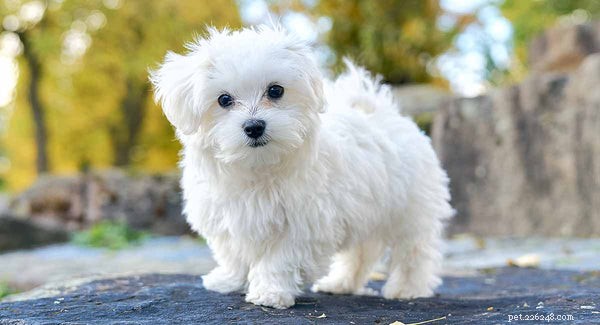 How to Extend Your Maltese s Lifespan: Proven Strategies for Health & Happiness
