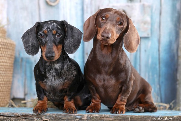 How to Extend Your Dachshund’s Lifespan: Proven Tips for a Longer, Healthier Life