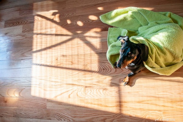 How to Extend Your Dachshund’s Lifespan: Proven Tips for a Longer, Healthier Life