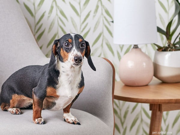 How to Extend Your Dachshund’s Lifespan: Proven Tips for a Longer, Healthier Life