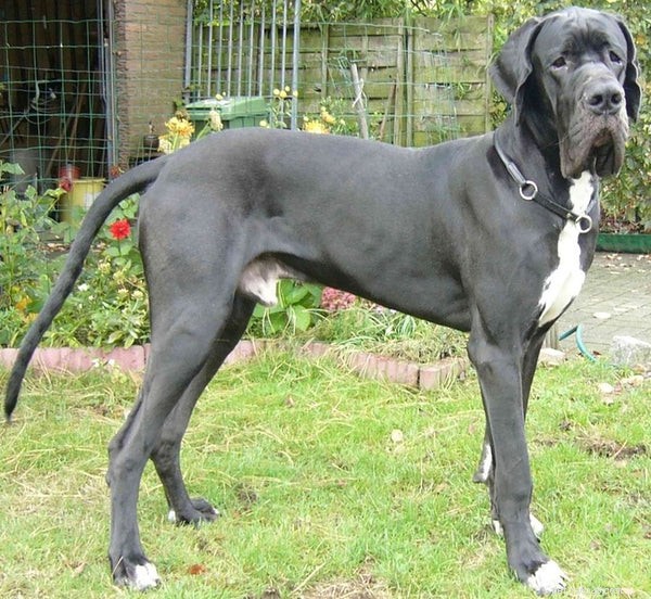 Essential Guide to Adopting a Great Dane: What You Need to Know