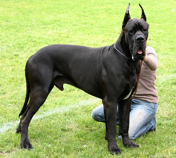 Essential Guide to Adopting a Great Dane: What You Need to Know