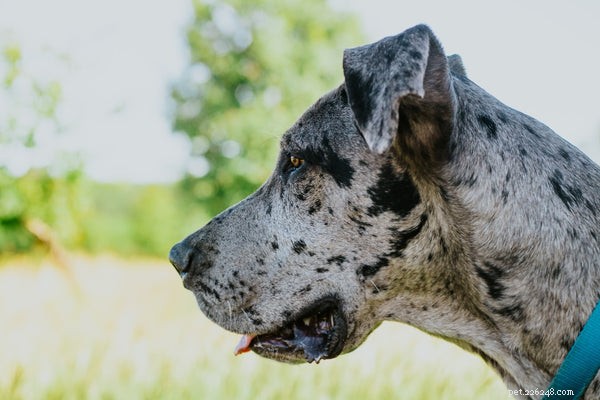 Essential Guide to Adopting a Great Dane: What You Need to Know