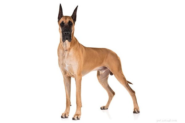 Essential Guide to Adopting a Great Dane: What You Need to Know