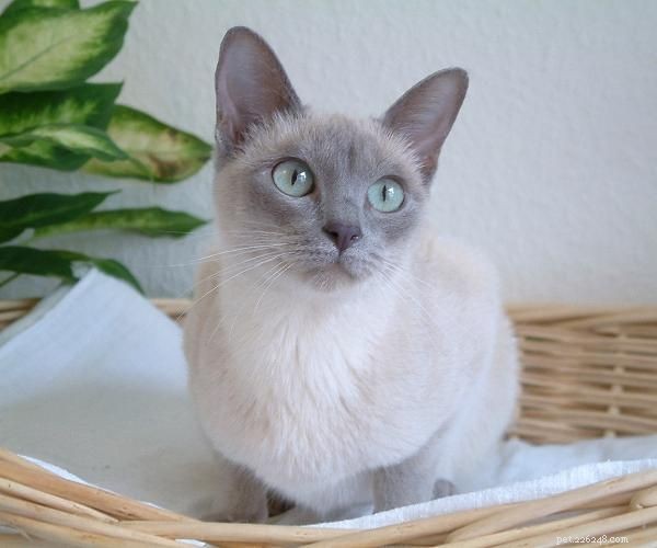 Tonkinese Kittens: A Complete Guide to Their Personality, Care, and Why They’re the Perfect Companion