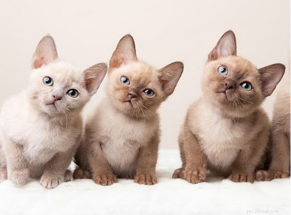 Tonkinese Kittens: A Complete Guide to Their Personality, Care, and Why They’re the Perfect Companion