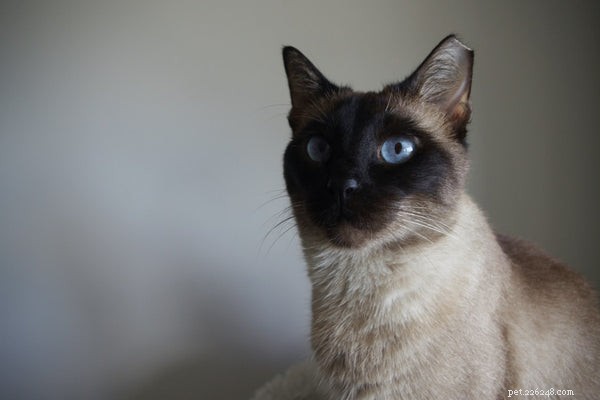 Tonkinese Kittens: A Complete Guide to Their Personality, Care, and Why They’re the Perfect Companion
