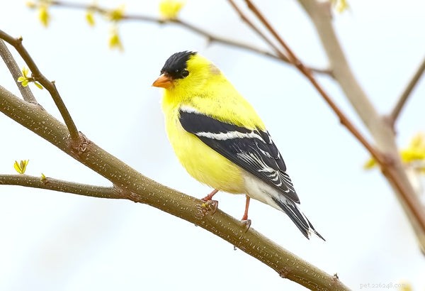 The Complete Guide to Feeding & Caring for Your Yellow Canary