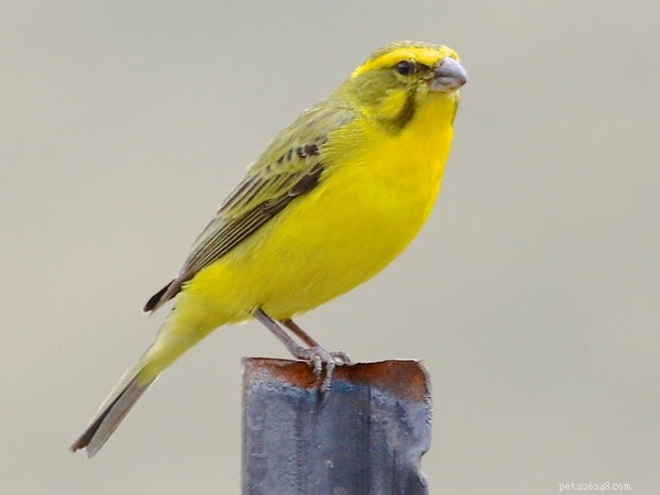 The Complete Guide to Feeding & Caring for Your Yellow Canary