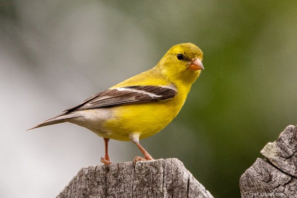 The Complete Guide to Feeding & Caring for Your Yellow Canary