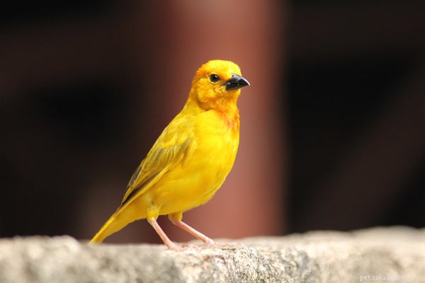 The Complete Guide to Feeding & Caring for Your Yellow Canary