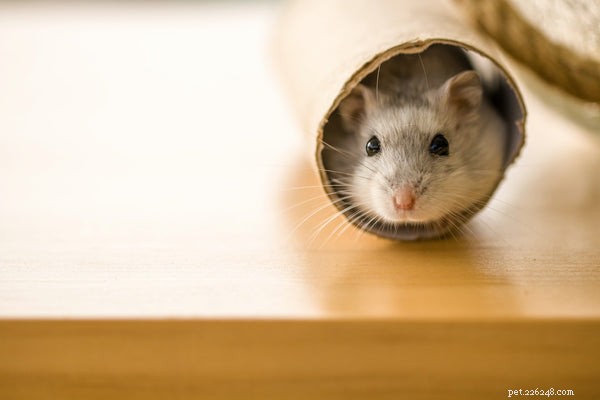 Top Small Pets for Families: How to Choose the Perfect Companion
