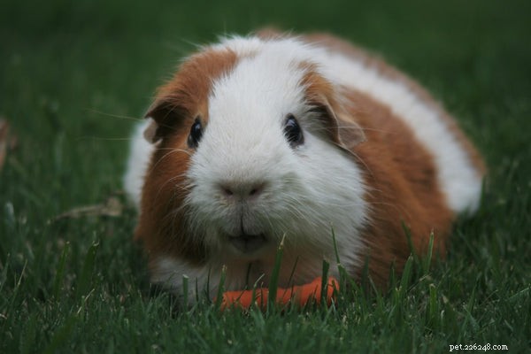Top Small Pets for Families: How to Choose the Perfect Companion