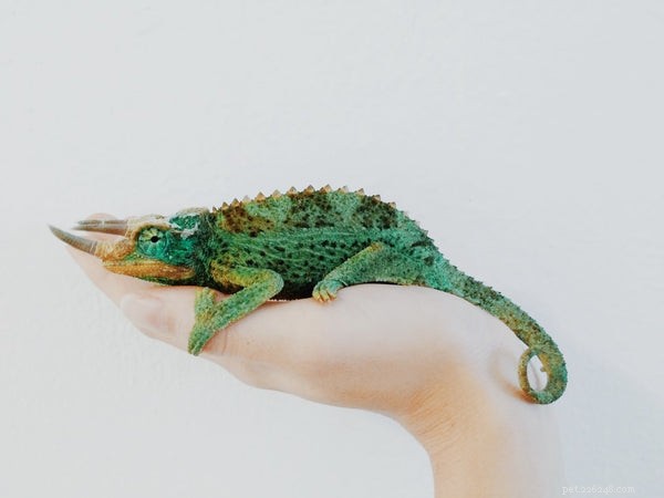 Top Small Pets for Families: How to Choose the Perfect Companion
