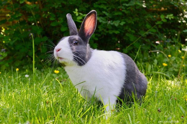 Top Small Pets for Families: How to Choose the Perfect Companion