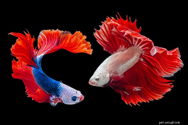 Top Small Pets for Families: How to Choose the Perfect Companion